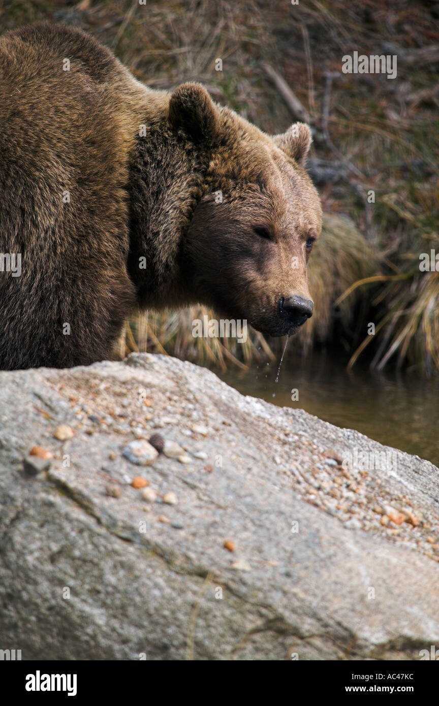 European Brown Bear (Ursus arctos Stock Photo - Alamy
