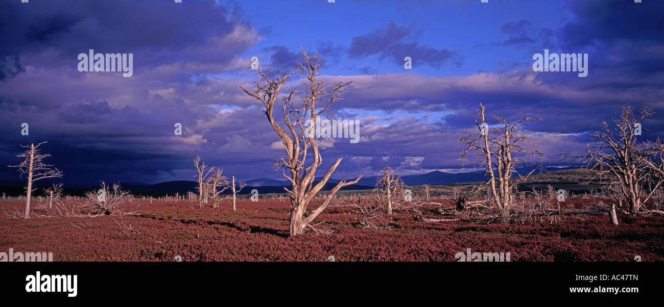 Fire woodland uk hi-res stock photography and images - Alamy