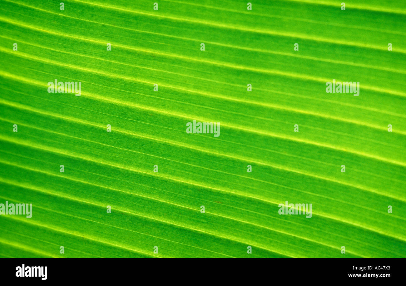 Yellow green banana leaf Stock Photo Alamy