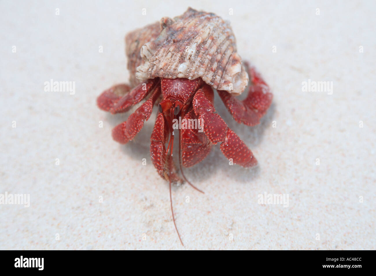 Strawberry hermit crab Coenobita perlatus Bird Island Mili Marshall Islands North Pacific Ocean Stock Photo