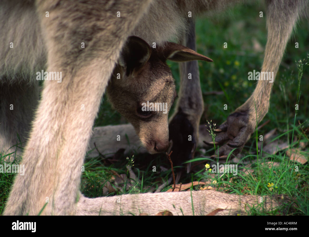 Grey Kangaroo Joey in Pouch, Australia Stock Photo Alamy