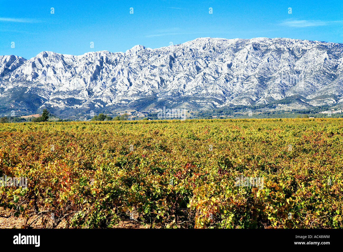 Vineyards aroud the Montagne Sainte Victoire, Provence, France. Stock Photo