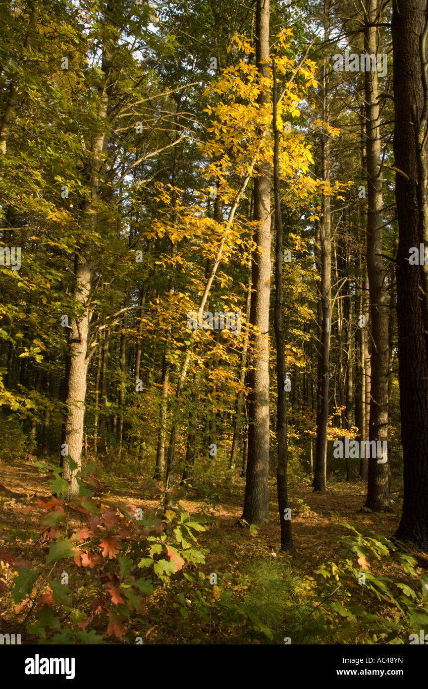 Fall colors in Massachusetts Stock Photo - Alamy