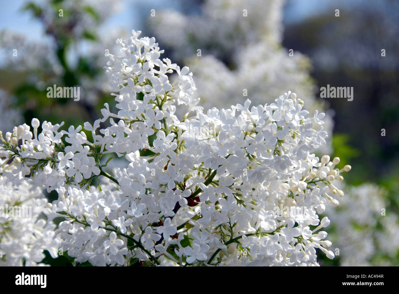 White lilacs Stock Photo Alamy