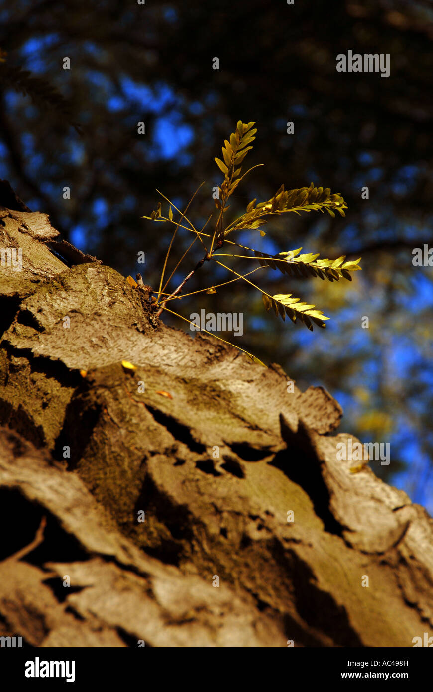 bark Varna EU Europa Sea GARDEN Stock Photo - Alamy