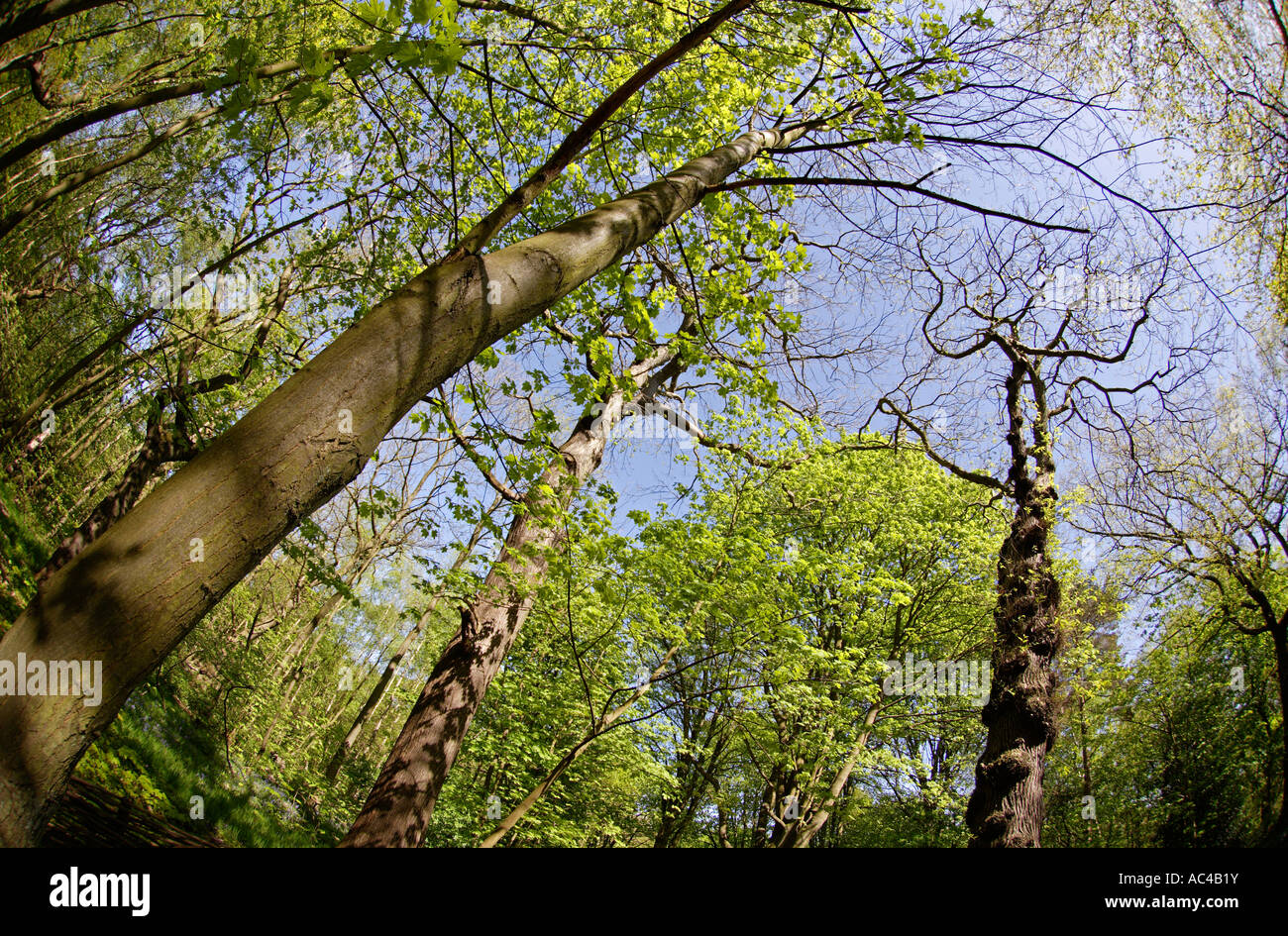 Spring Woodland Canopy England Stock Photo