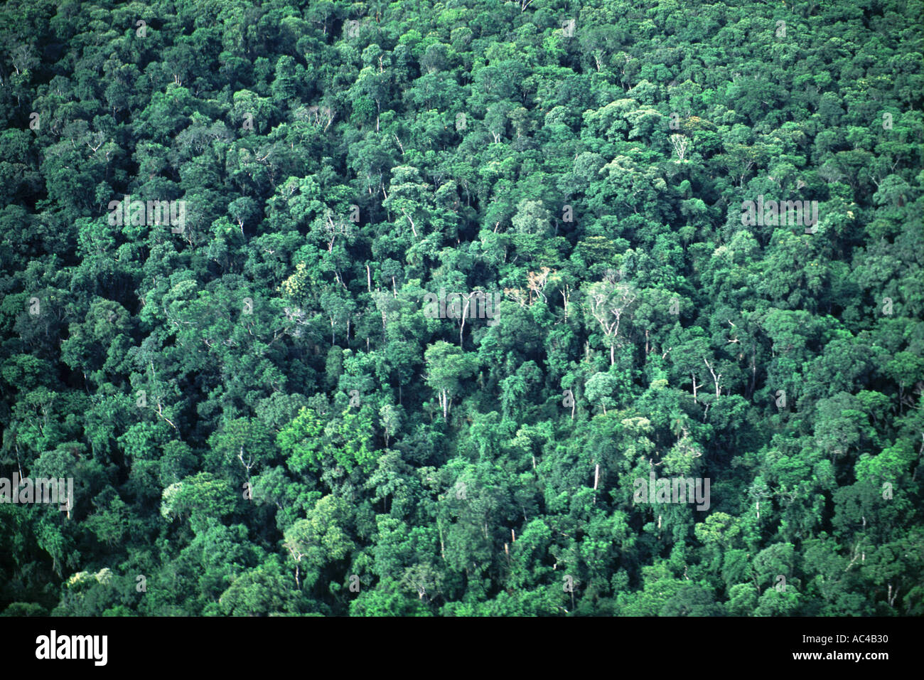 Anat of brazil hi-res stock photography and images - Alamy