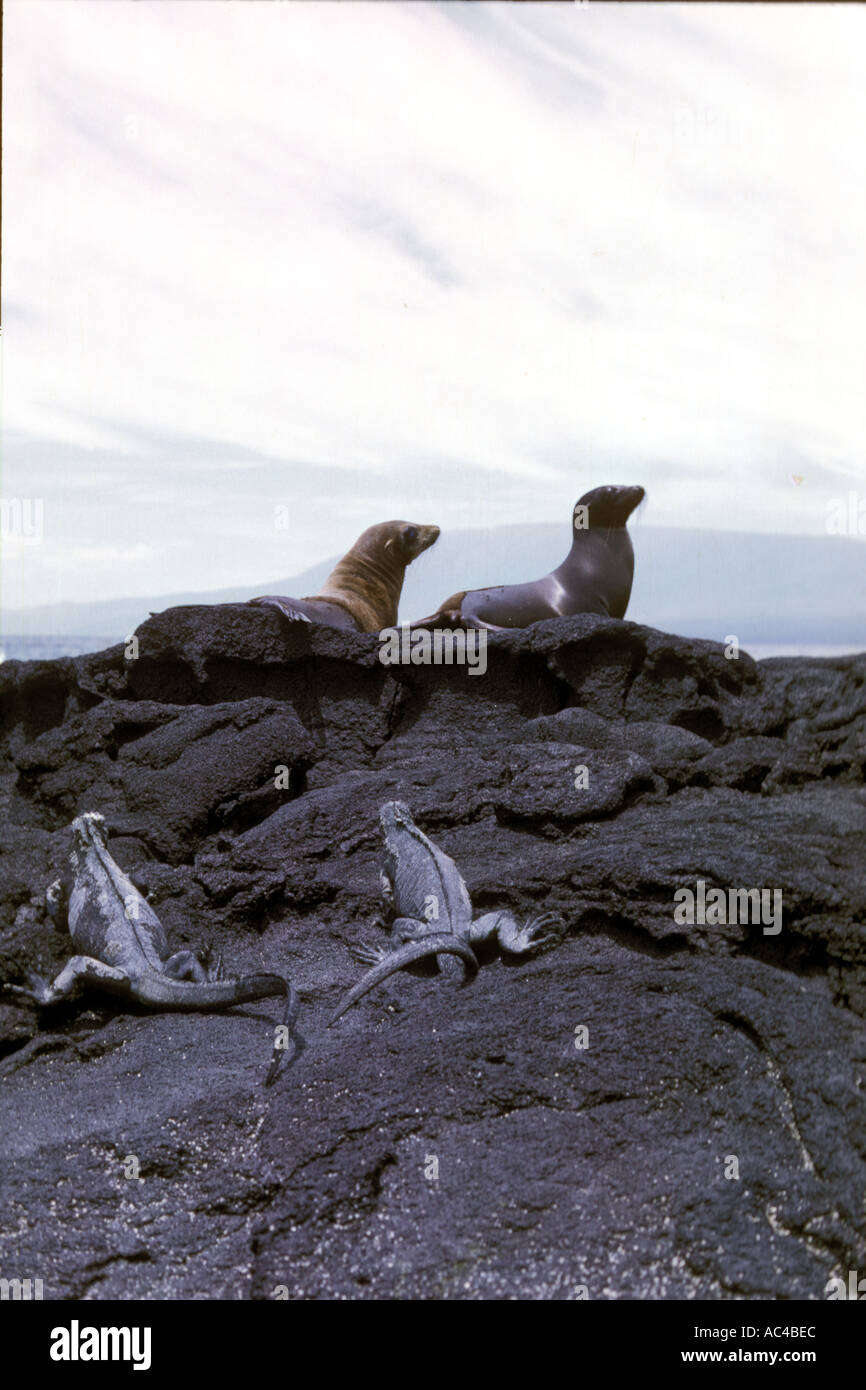 The Galapagos Island off the coast of Ecuador Stock Photo Alamy