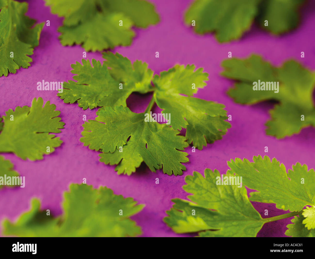 FRESH CORIANDER FRESH CILANTRO Stock Photo Alamy
