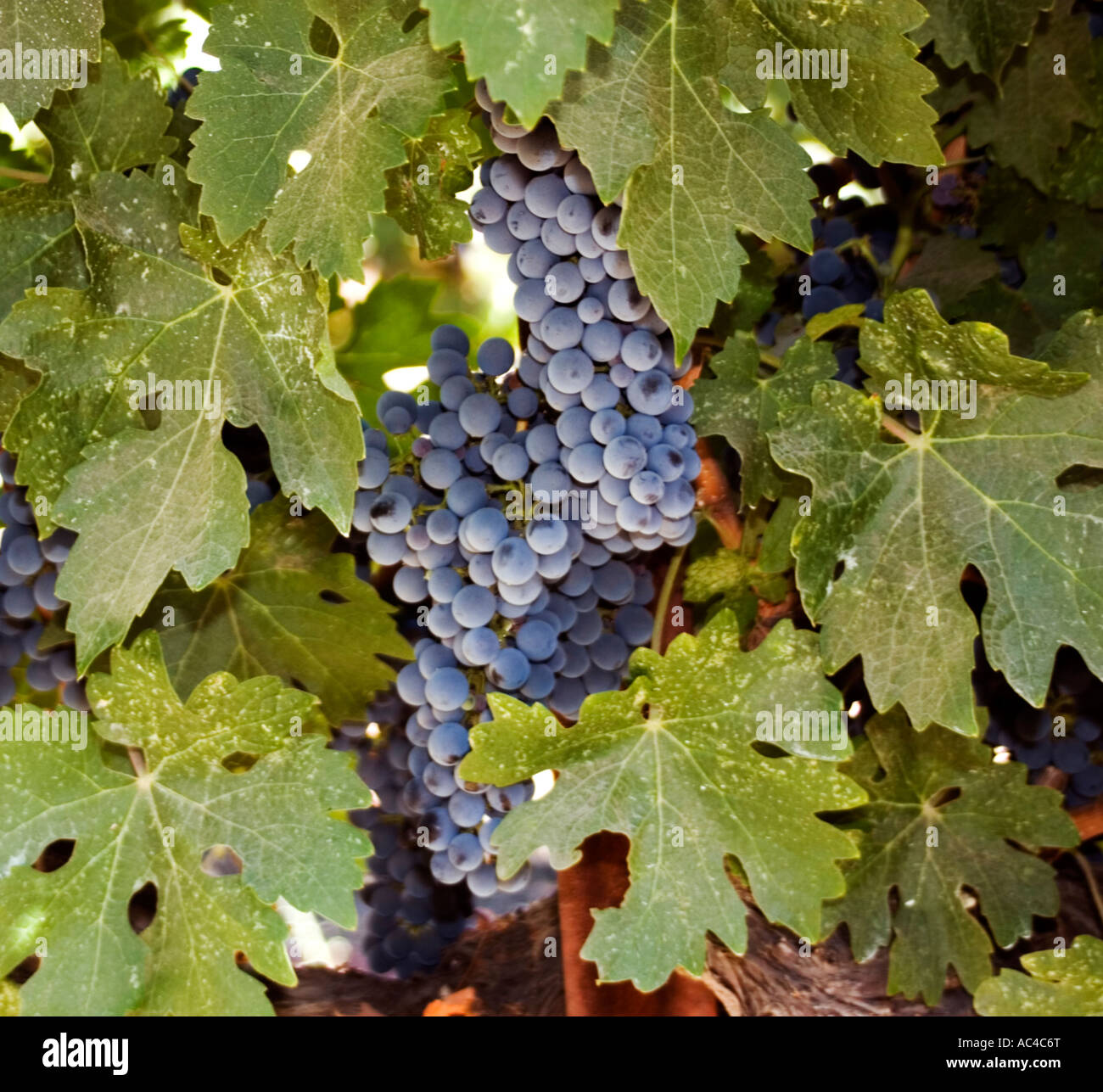 Red grapes on vines in fall Stock Photo Alamy