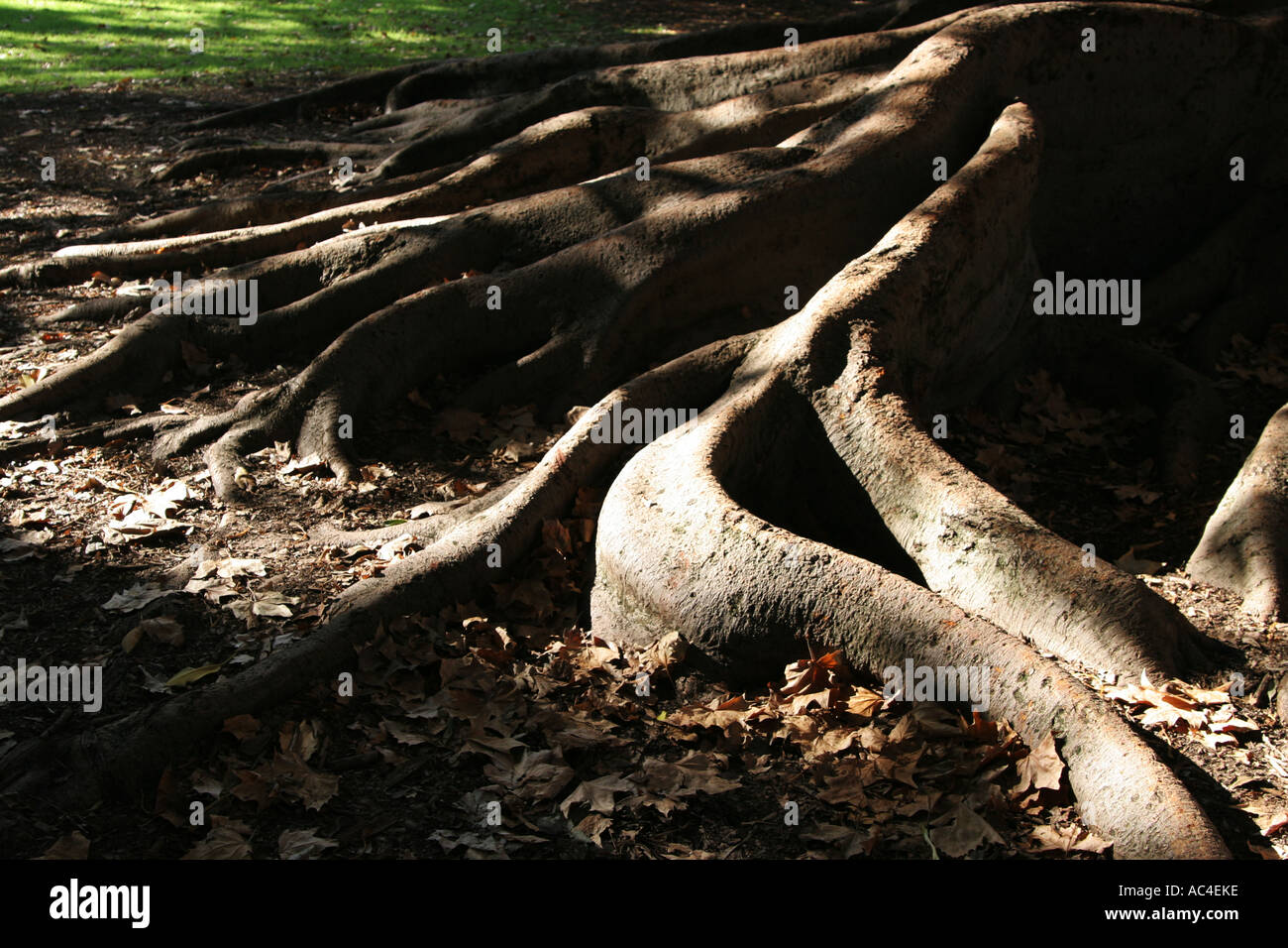 Fig tree roots Stock Photo Alamy