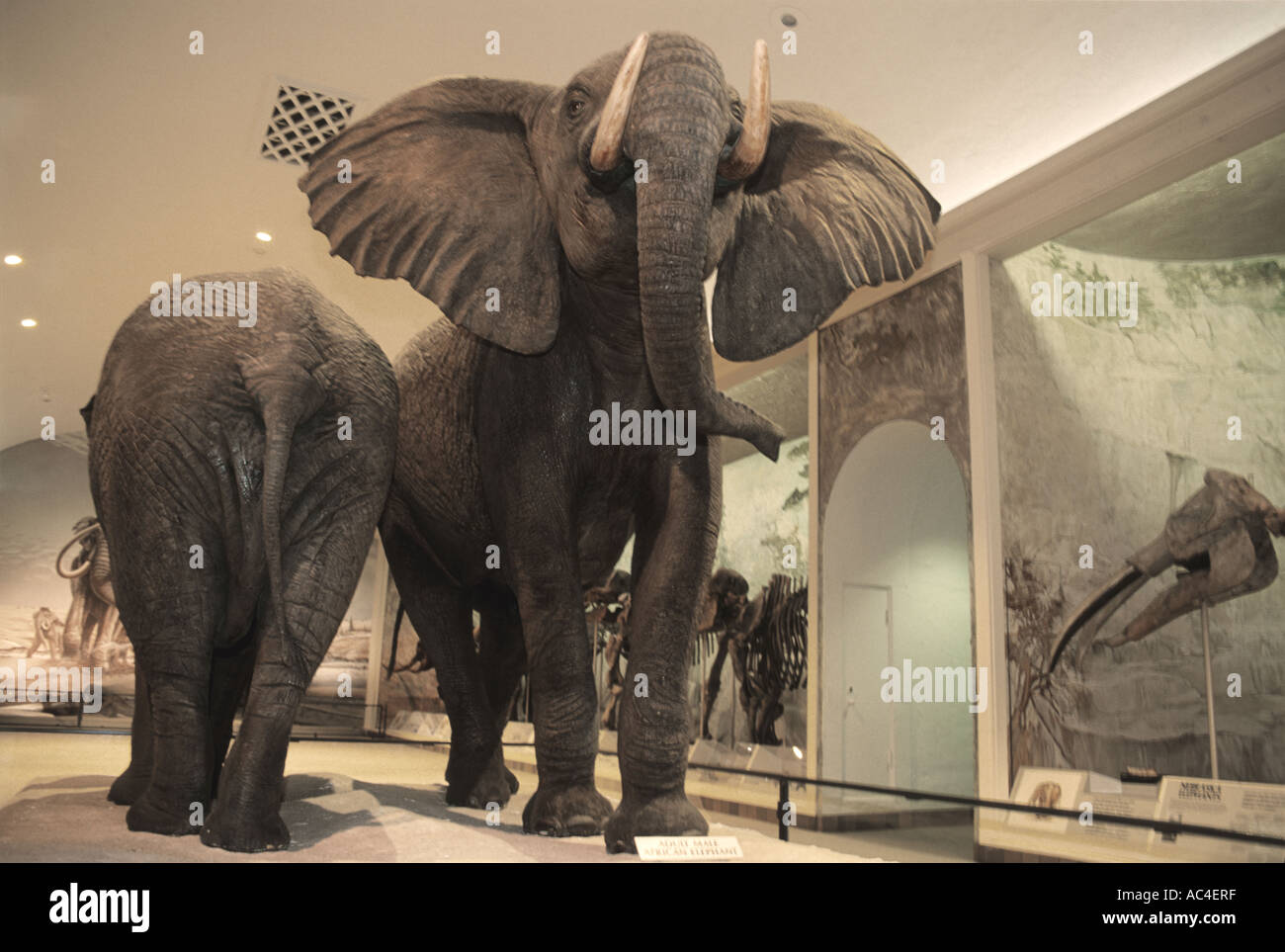 Elephant Hall in Morrill Hall at the University of Nebraska's Lincoln campus Stock Photo Alamy