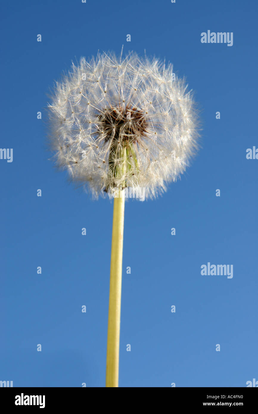 Closeup fluffy dandelion puff hi-res stock photography and images - Alamy
