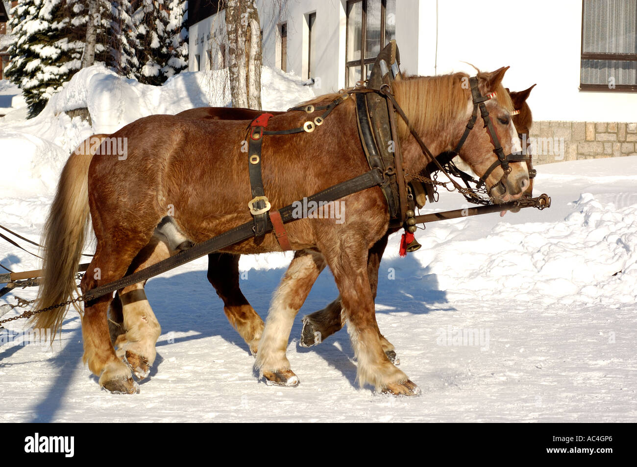 horses in Herlikovice, Czech republic, winter 2006 Stock Photo Alamy