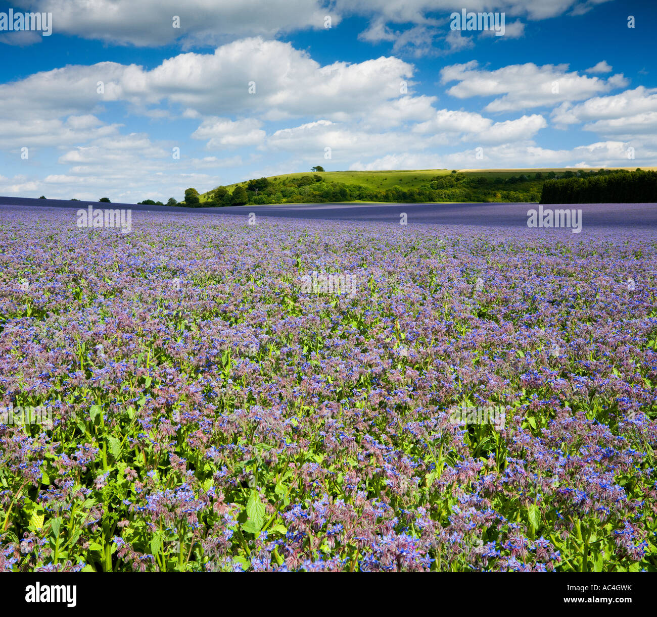 Field of blue Borage crop Great Litchfield Down North Hampshire UK
