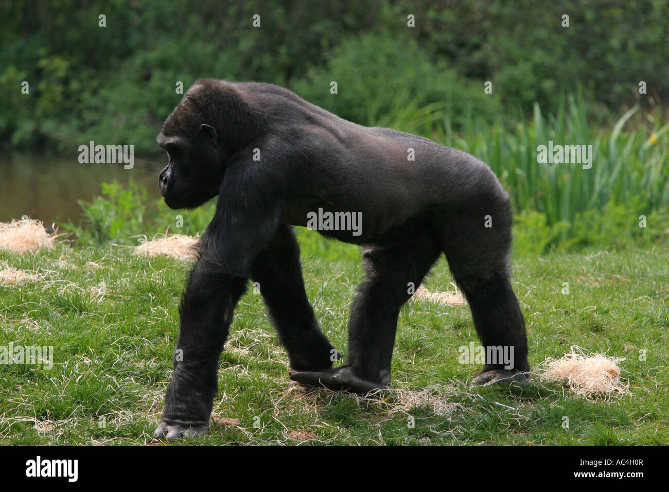 Dark coloured Western Lowland Gorilla on all fours outside its sleeping area on a nature reserve Stock Photo