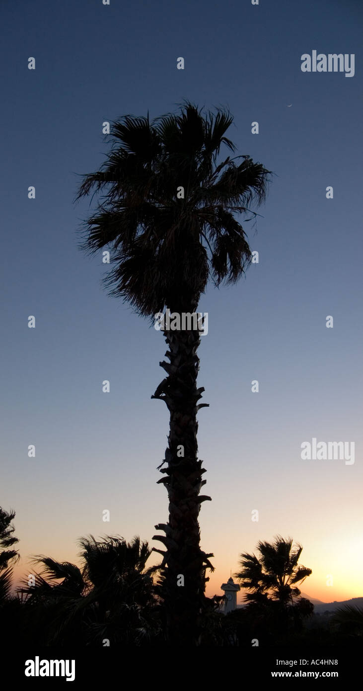 Palm trees on Jeju island, South Korea Stock Photo 7450903 Alamy