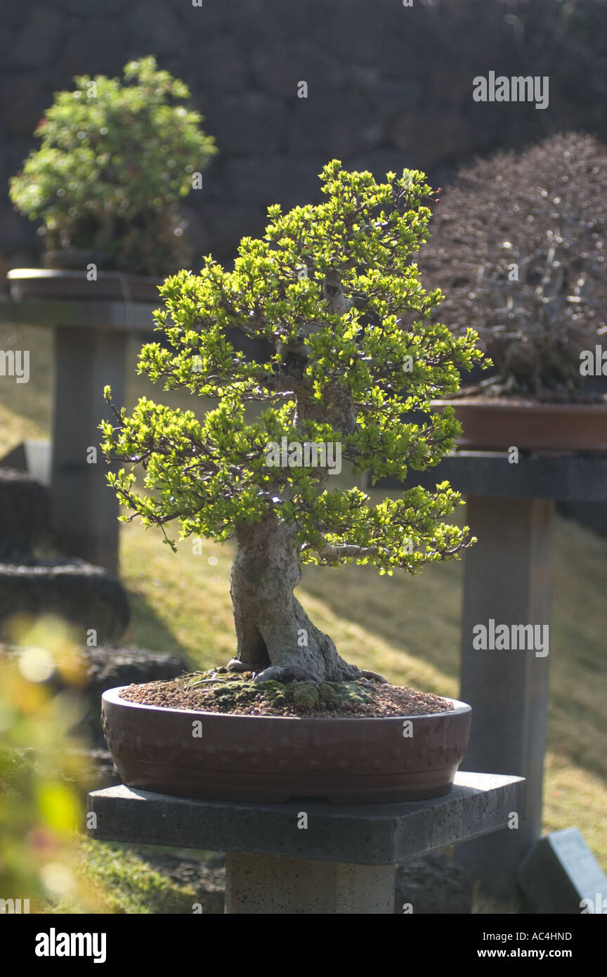 Bunjae, or bonsai, at Punjae Artpia on Jeju island Stock Photo Alamy