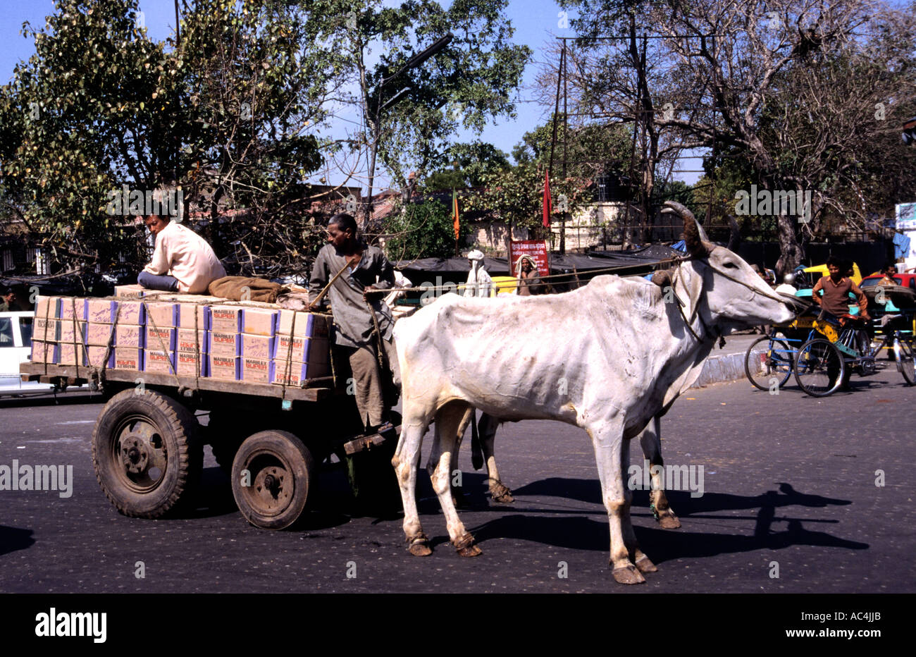 India transport ox bull cart Old Delhi  traffic Stock Photo