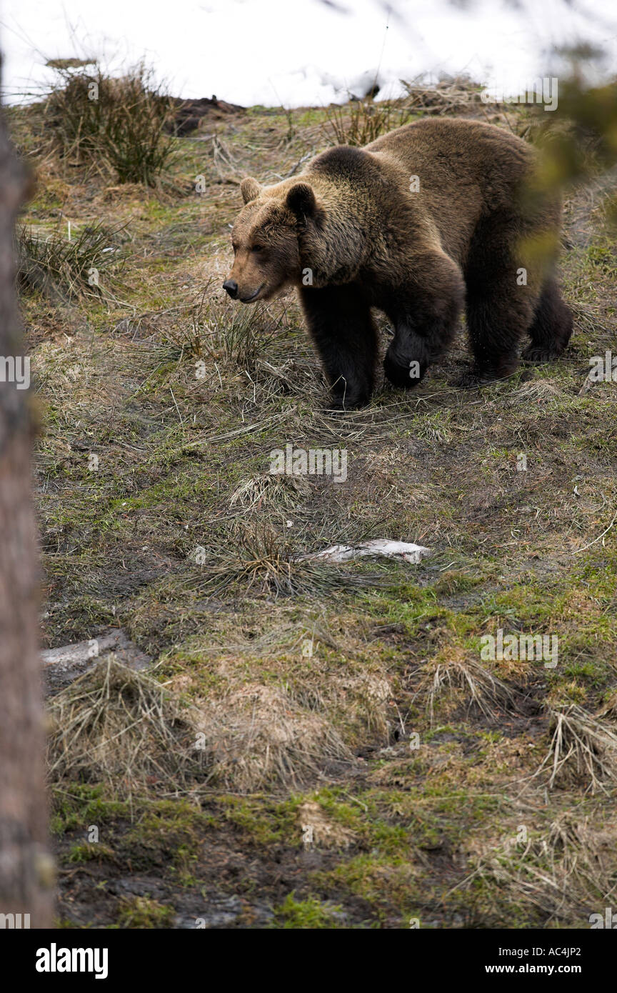 European Brown Bear (Ursus arctos Stock Photo - Alamy