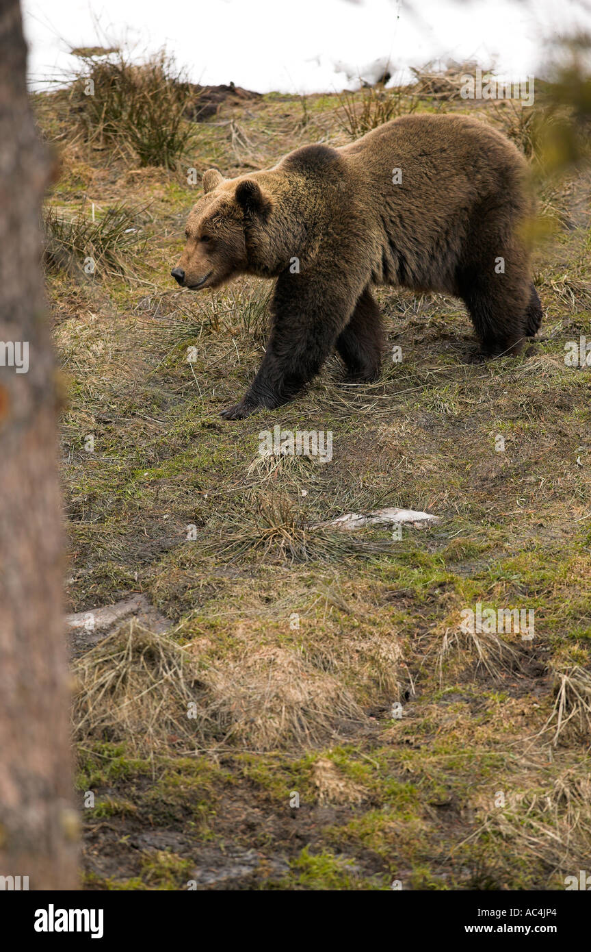European Brown Bear (Ursus arctos Stock Photo - Alamy