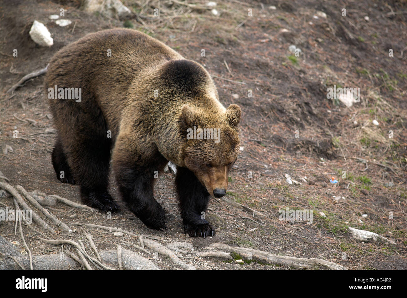 European Brown Bear (Ursus arctos Stock Photo - Alamy