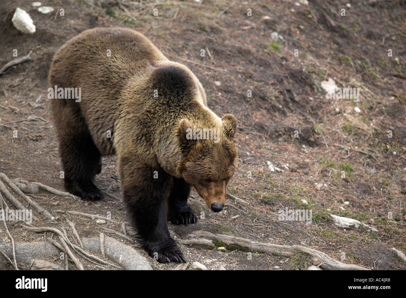 European Brown Bear (Ursus arctos Stock Photo - Alamy