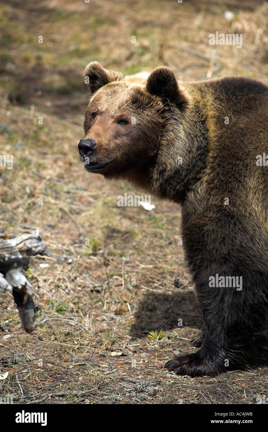 European Brown Bear (Ursus arctos Stock Photo - Alamy