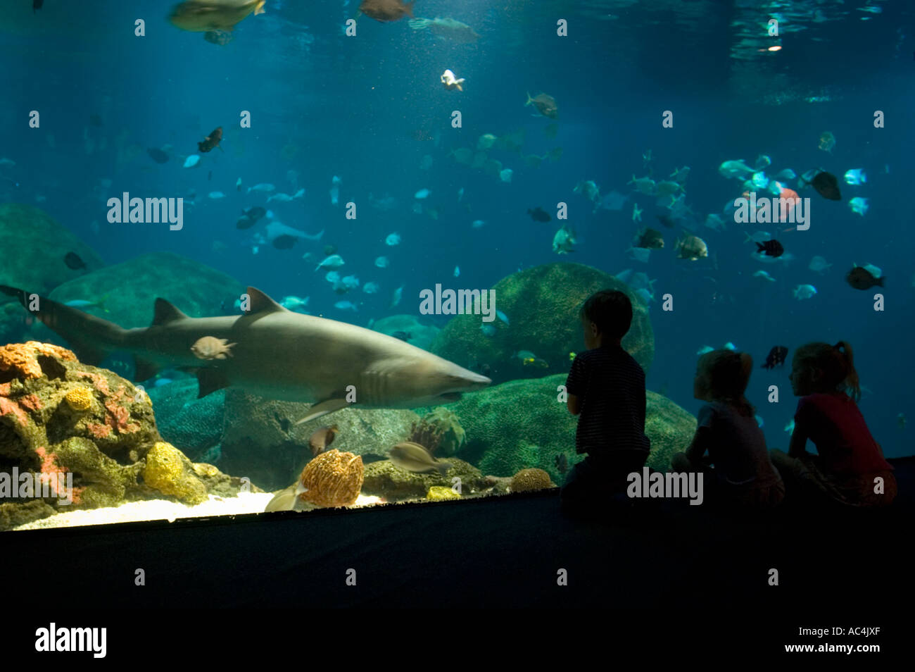 Children getting a close look at a shark at the Tennessee Aquarium in Chattanooga, Tennessee. Stock Photo