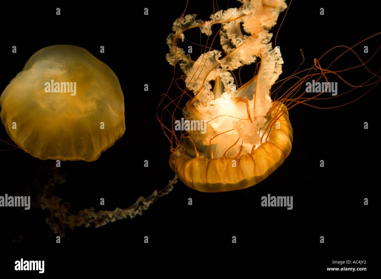 Jellyfish at the Tennessee Aquarium in Chattanooga, Tennessee. Stock Photo