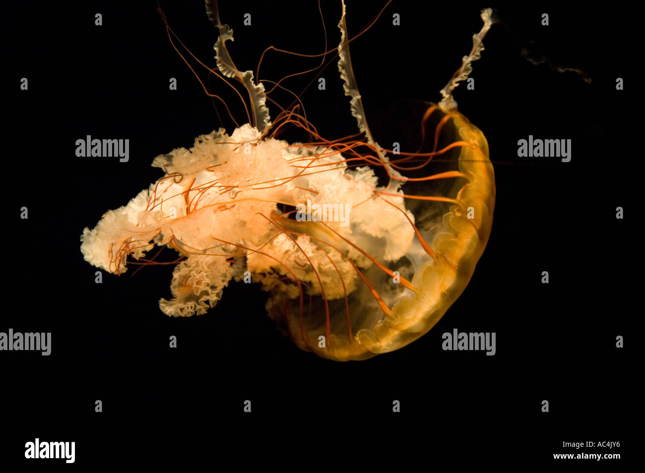 Jellyfish at the Tennessee Aquarium in Chattanooga, Tennessee. Stock Photo