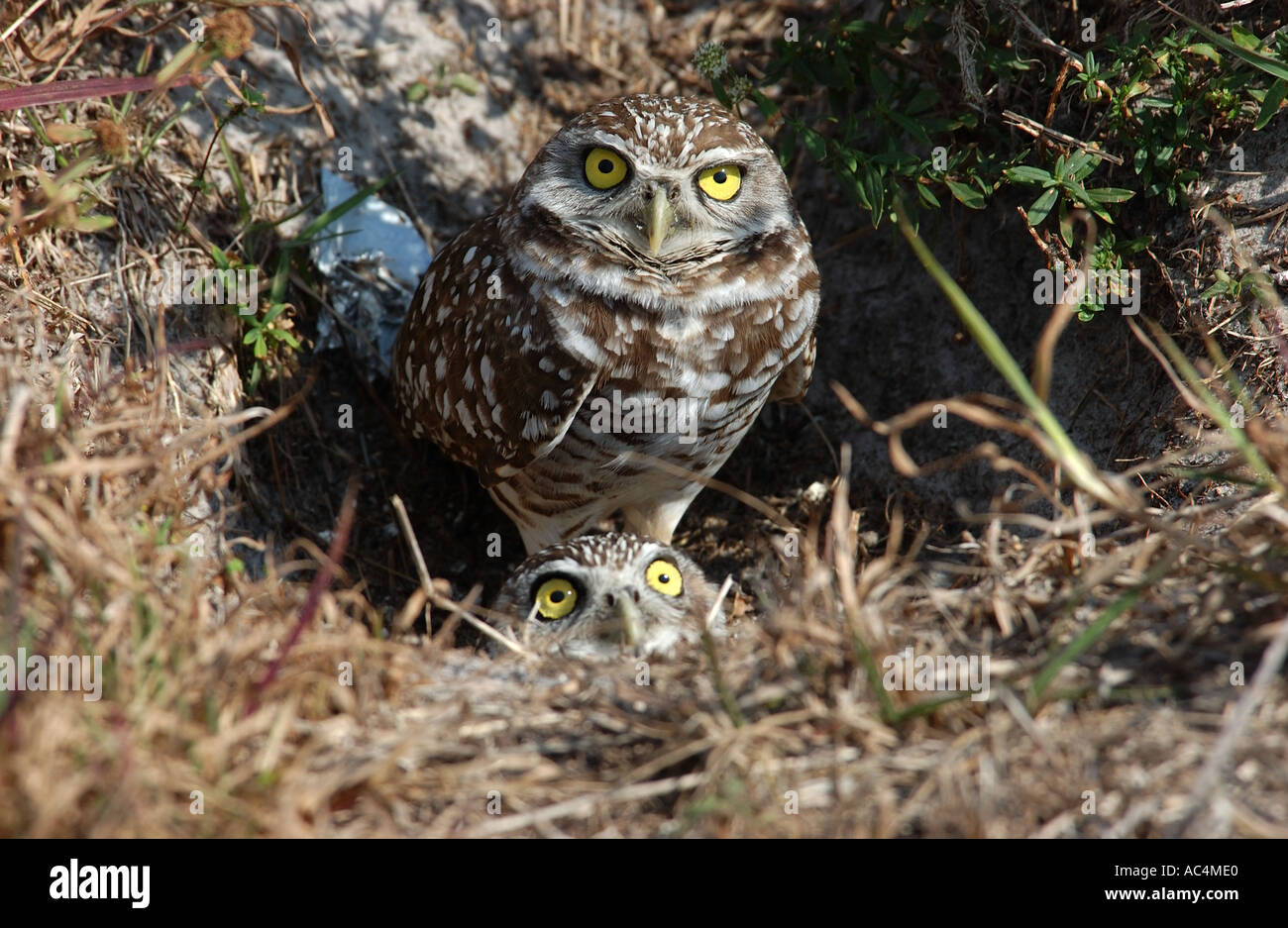 Pair of Burrowing Owls at nest hole Florida USA Stock Photo Alamy