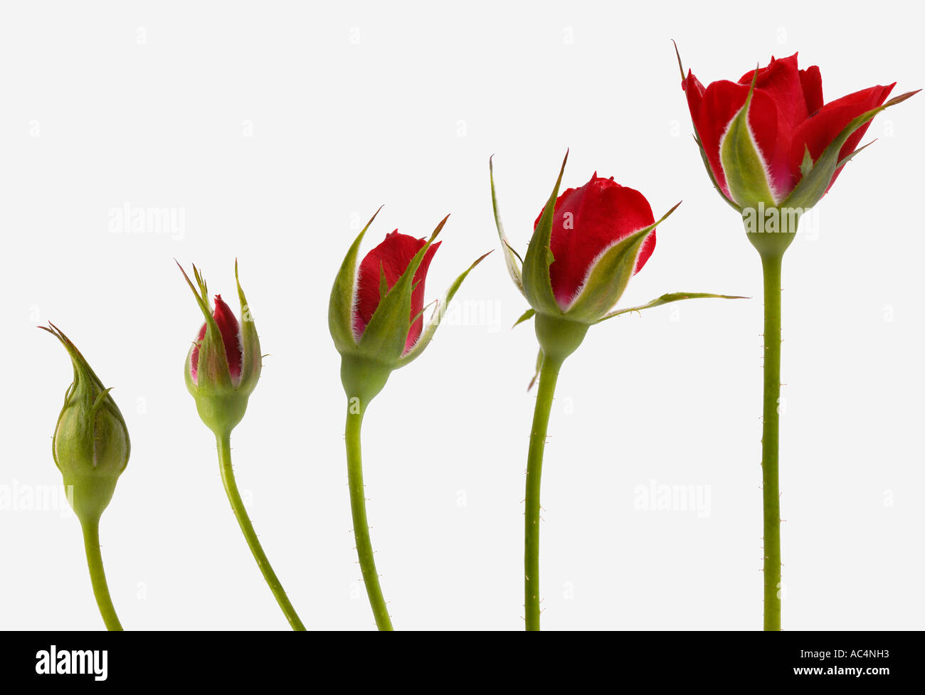 Red rose flower opening sequence Stock Photo Alamy