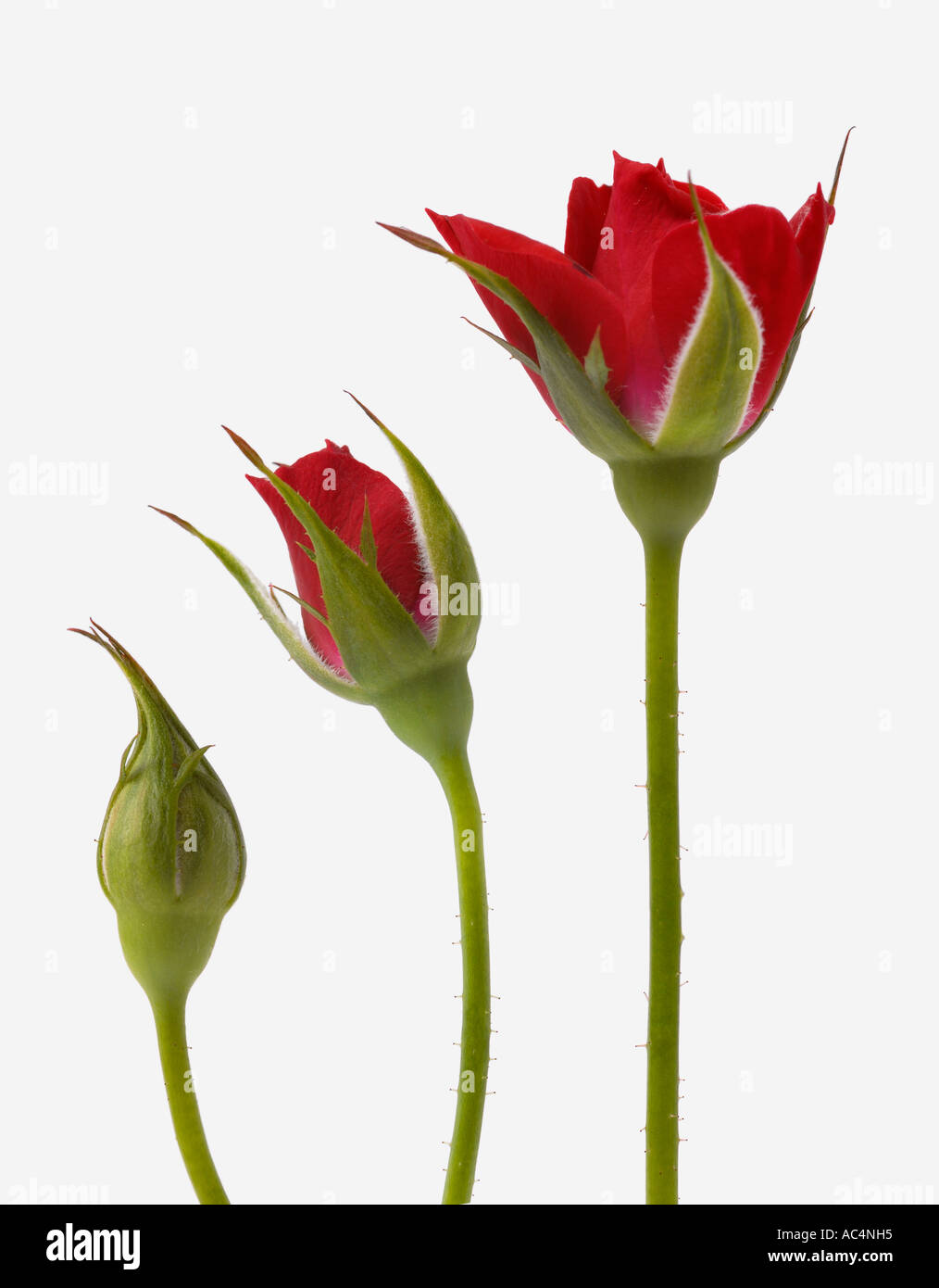 Red Rose Flower Opening sequence Stock Photo Alamy