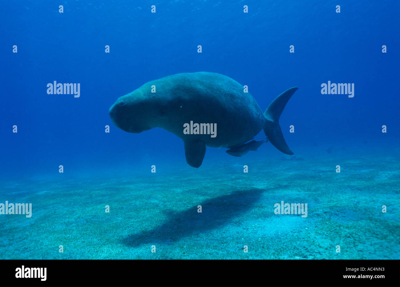 Dugong, endangered marine mammal lives in the Indo pacific oceans and