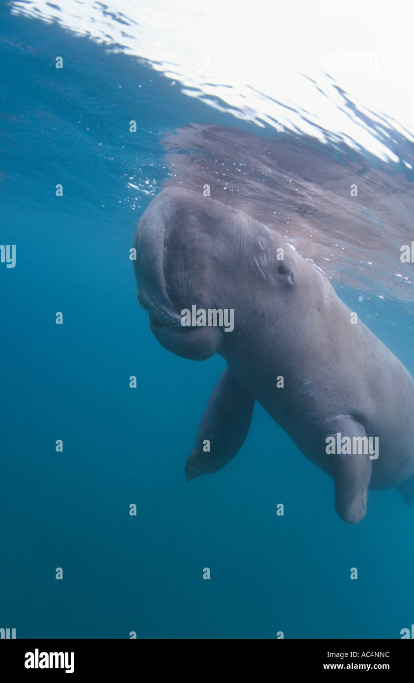 Manatee Mermaid High Resolution Stock Photography and Images - Alamy