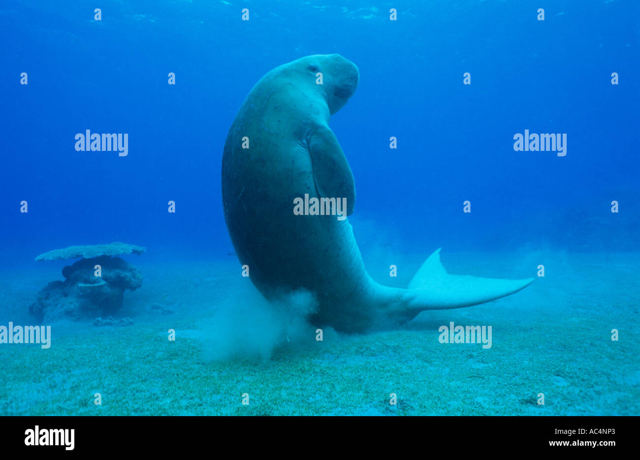 Dugong endangered marine mammal occurs in the Indo Pacific oceans.  Related to the manatee. Source of mermaid legend. Stock Photo