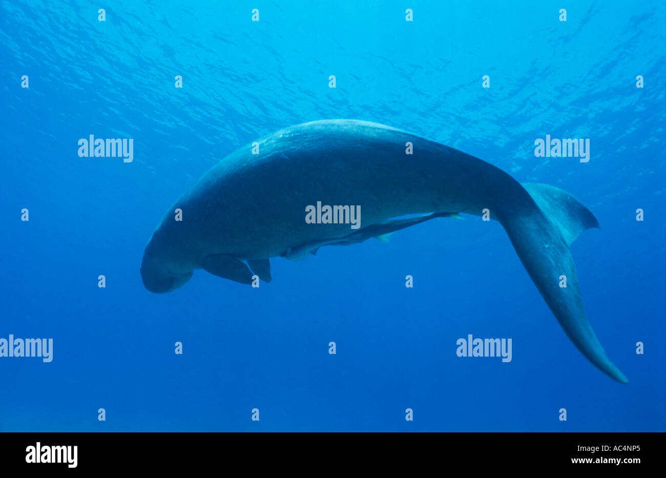 Dugong endangered marine mammal occurs in the Indo Pacific oceans