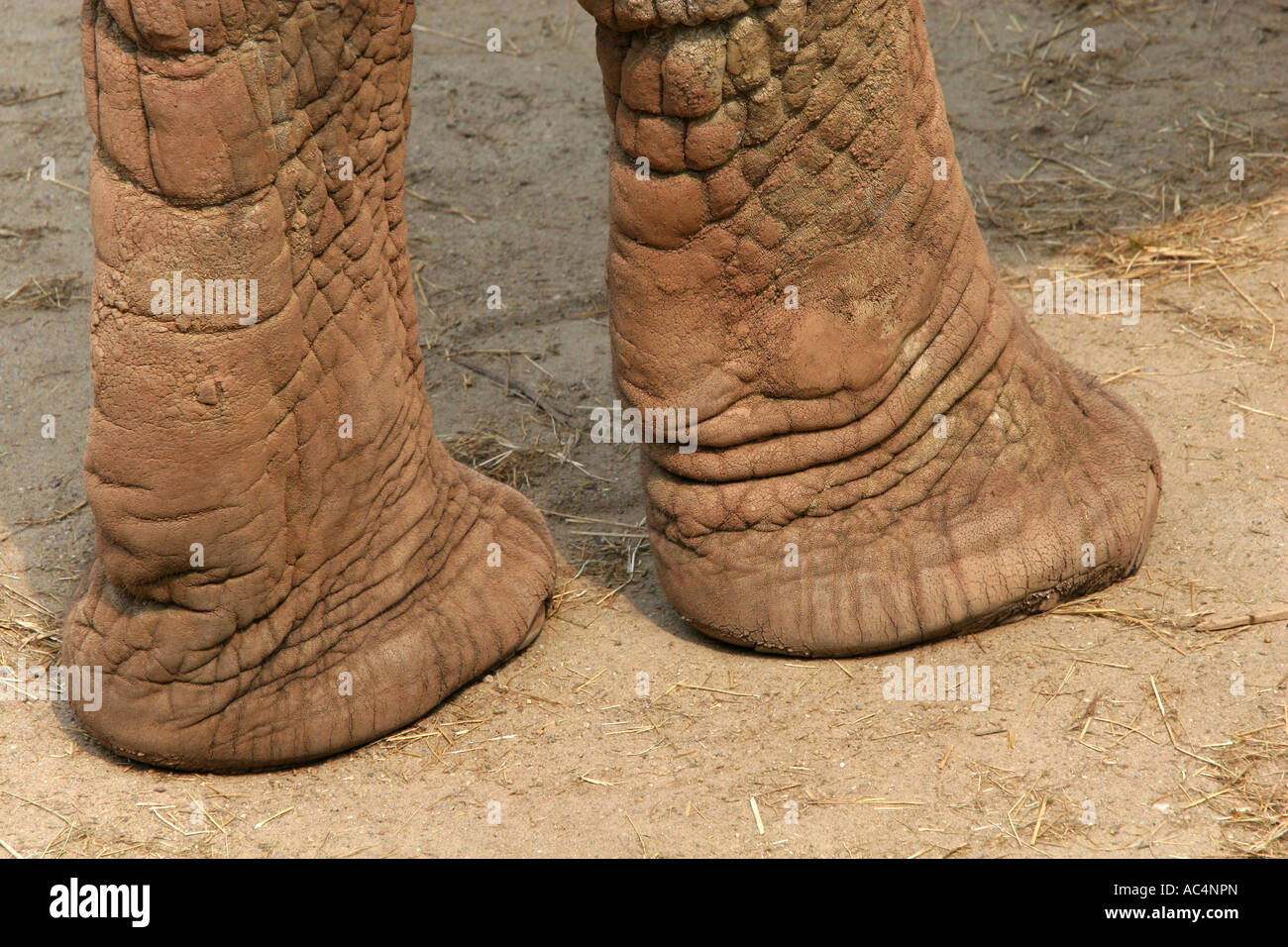 Closeup of the brown creased wrinkly leathery weathered skin and front legs of a fully grown adult African Elephant in captivity Stock Photo