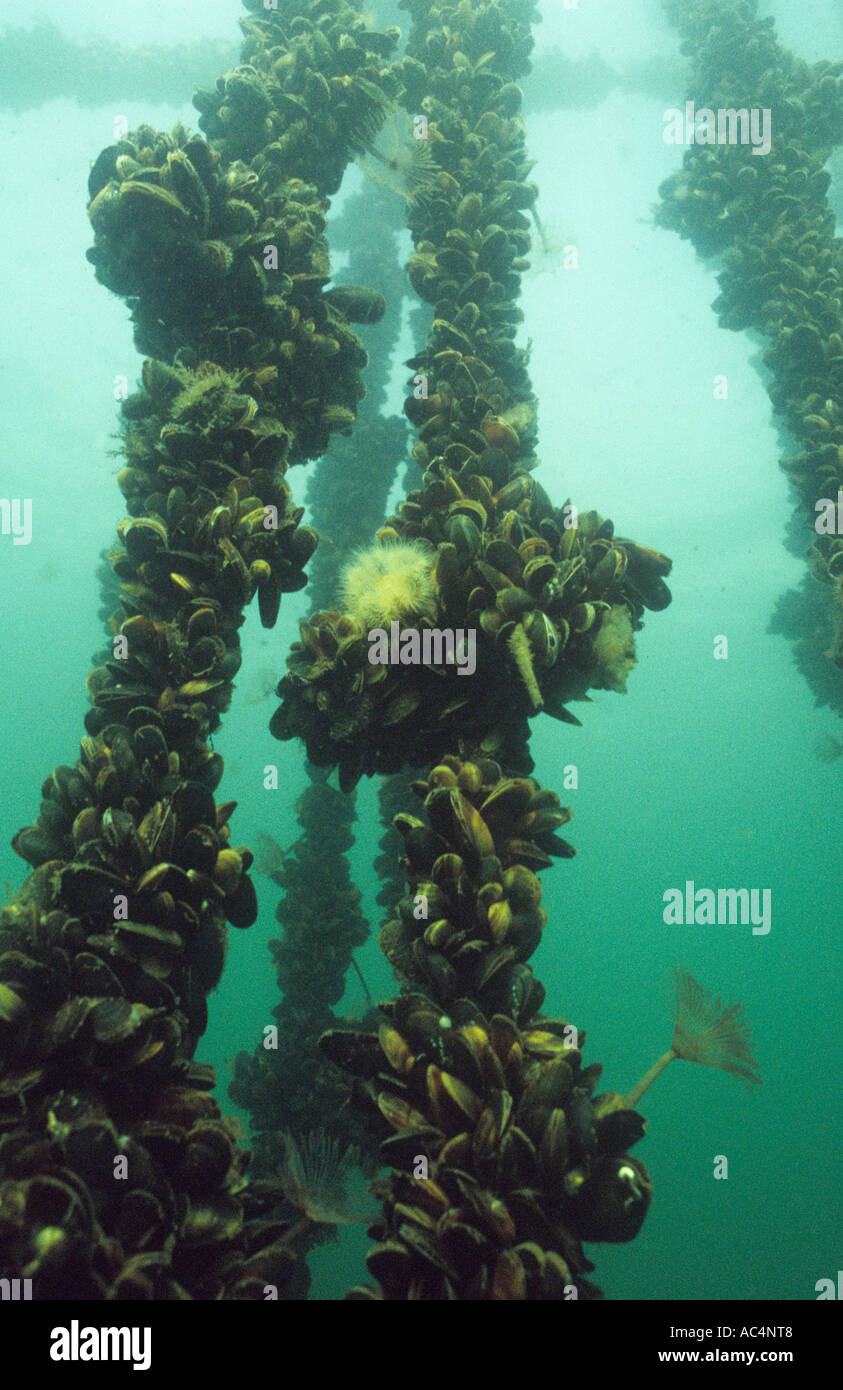 The mussels grow from spat that settle out of the plankton on to ropes Stock Photo Alamy