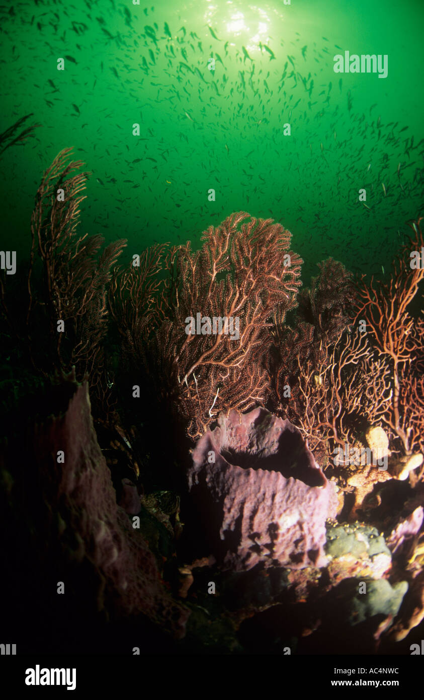 Caribbean, reef , Tobago with sun and typical barrel sponges. Green ...