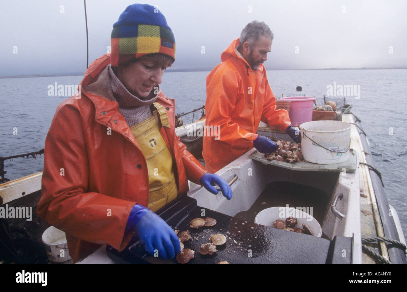 organic scallop farmers/rancher on Isle of Skye, grading queen scallops