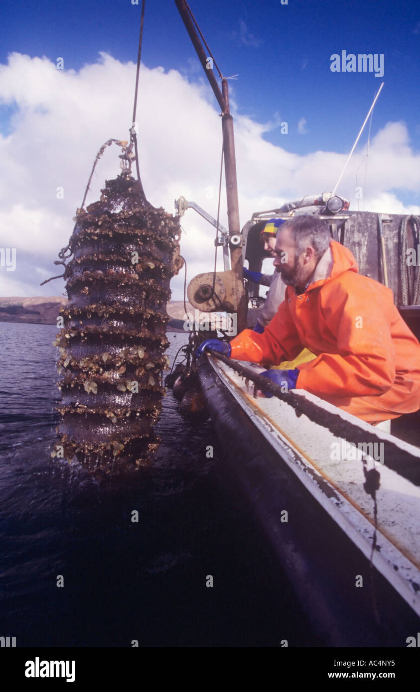 organic scallop farmers/rancher on Isle of Skye, grading queen scallops