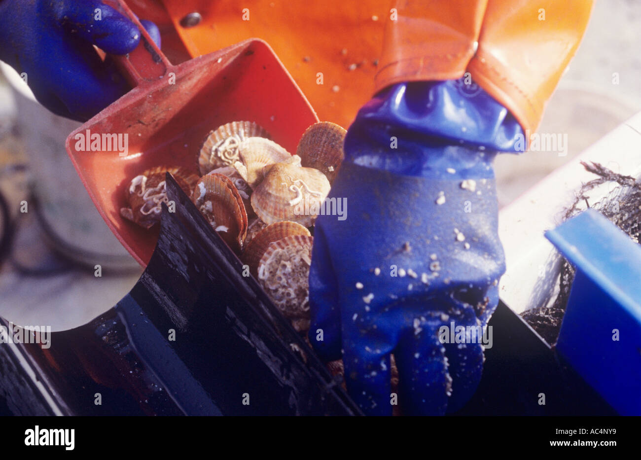 organic scallop farmers/rancher on Isle of Skye, grading queen scallops