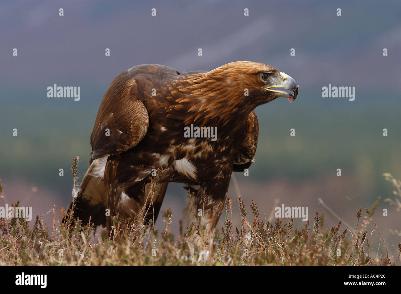 Golden Eagle standing in heather Scotland captive Stock Photo Alamy