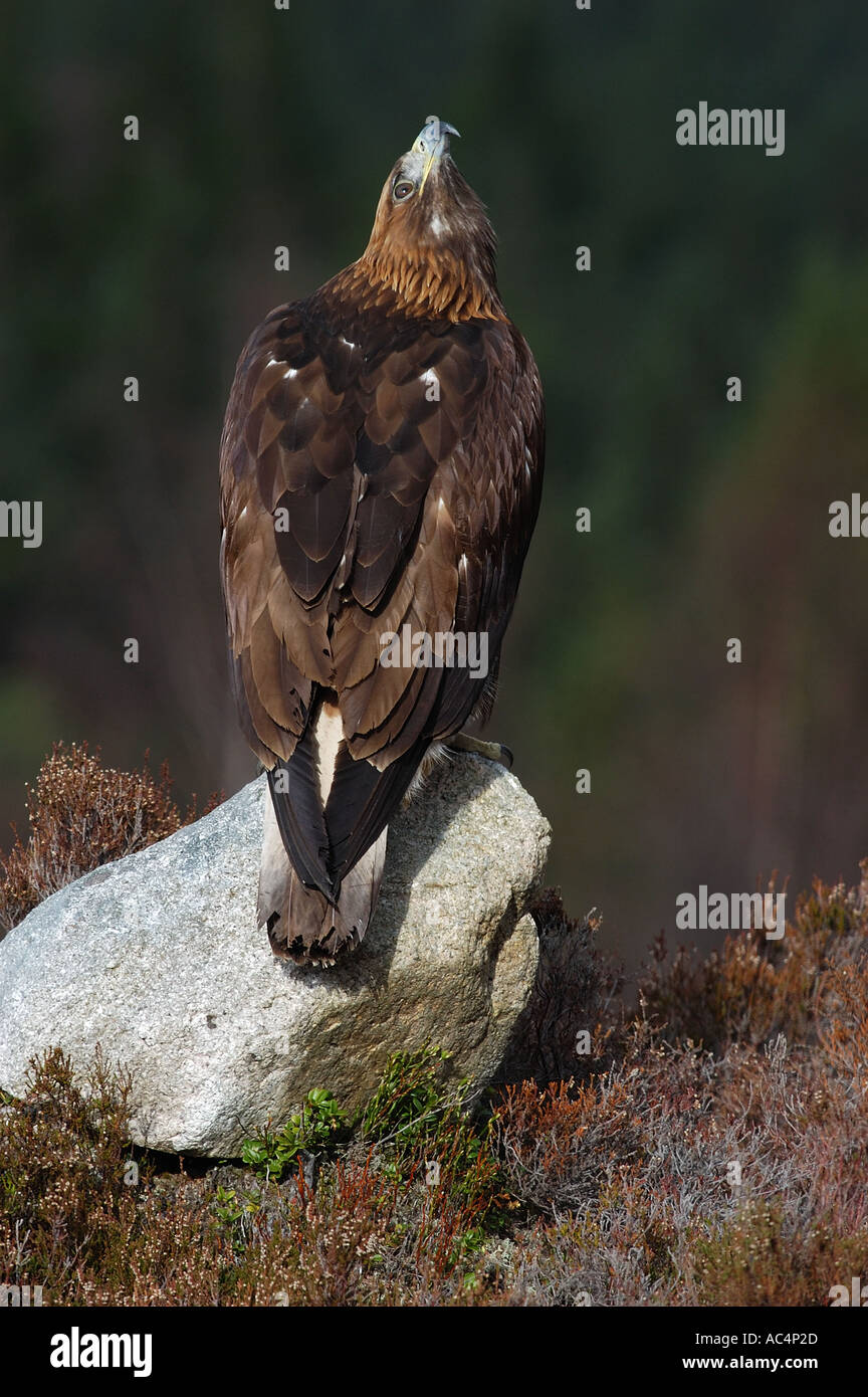 Golden Eagle looking skywards Scotland captive Stock Photo