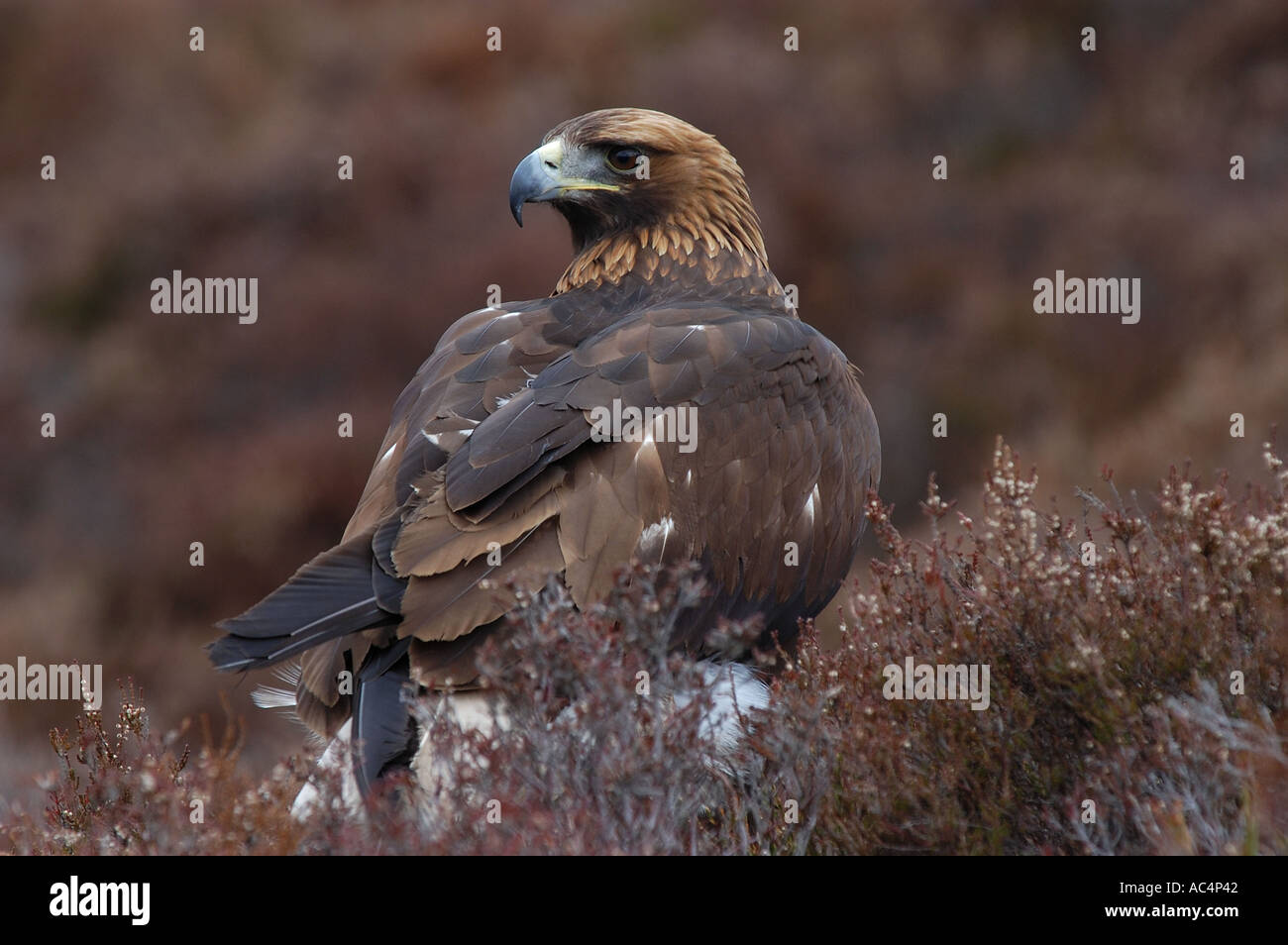 Golden Eagle standing in heather Scotland captive Stock Photo Alamy