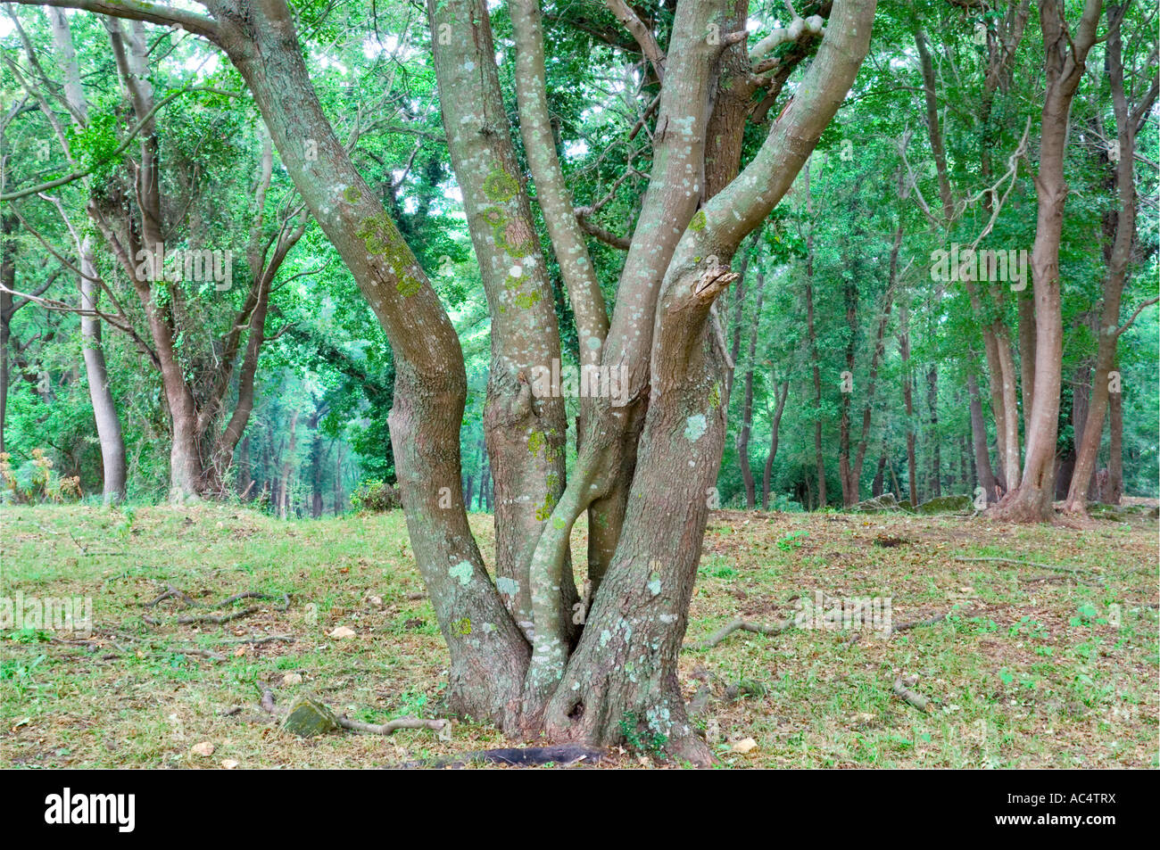 Woody trees hi-res stock photography and images - Alamy