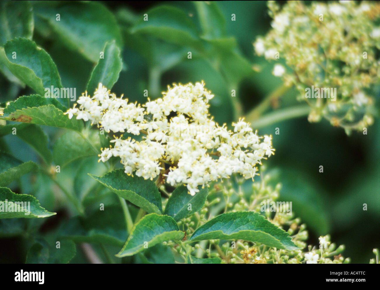 Sambucus nigra. Common Elder Black Bourtree Elderberry Stock Photo - Alamy