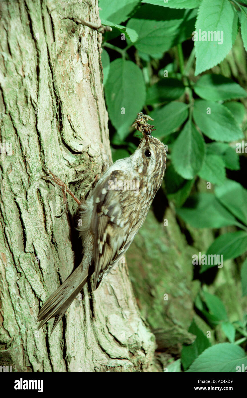 TREECREEPER Certhia familiaris Stock Photo Alamy